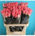 ΤΡΙΑΝΤΑΦΥΛΛΑ ΡΟΖ 60εκ.  ROSEN  ACE PINK